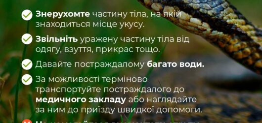 Поради для першої допомоги при укусі комах або змій