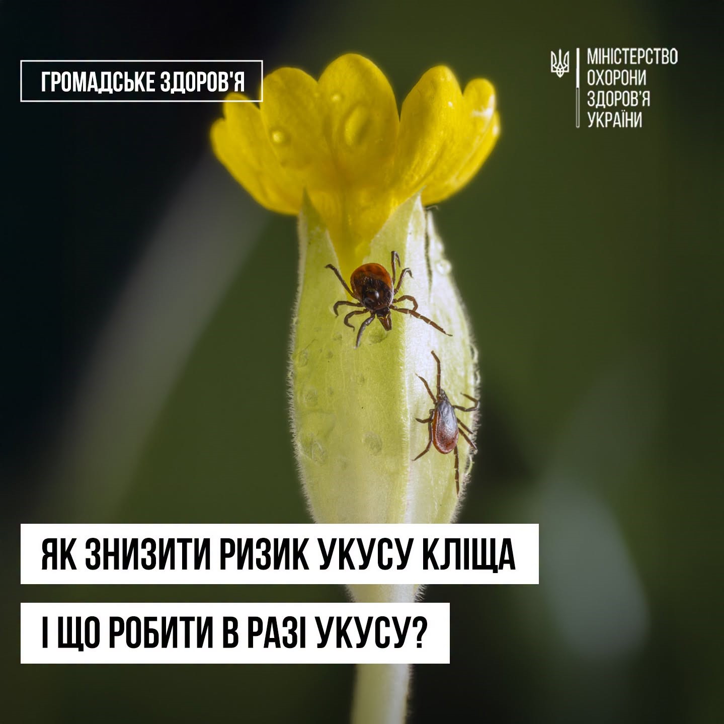 You are currently viewing Прості правила, які захистять від кліщів