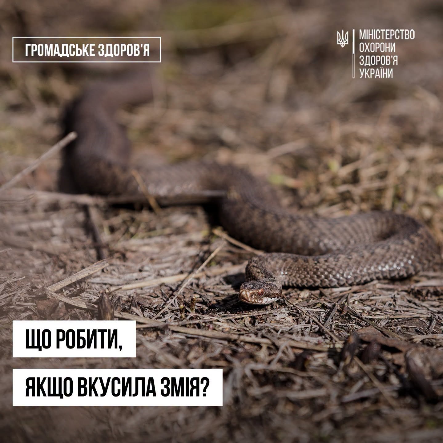 Read more about the article Сезон змій в Україні: прості правила, які можуть уберегти від укусу